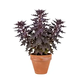 Rattlesnake weed
