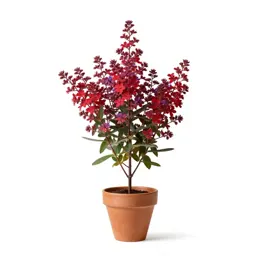 Red Clintonia