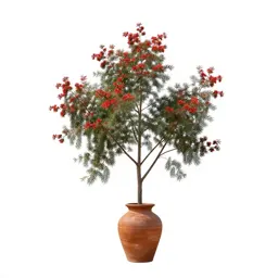 Red-flowered silky oak