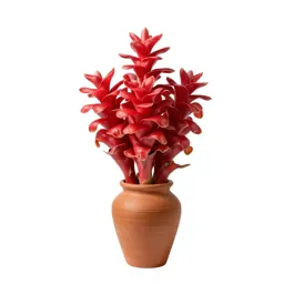 Red ginger