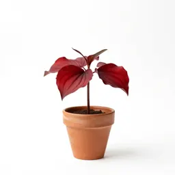 Red trillium