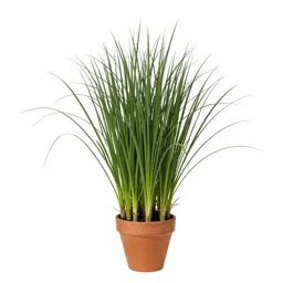 Reed canary grass