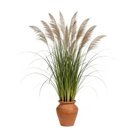 Reed grass