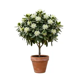 Rhododendron