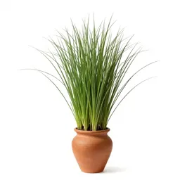 Ricegrass