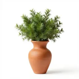Ringworm bush