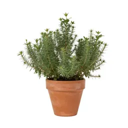 Rockrose