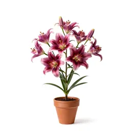 Rose globe lily
