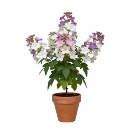 Rose mallow