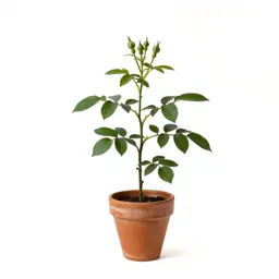 Rose of Sharon