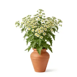 Rosilla