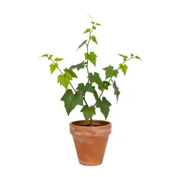 Rough bindweed