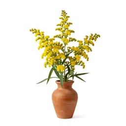 Rough-stemmed goldenrod