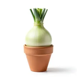 Round-headed leek