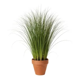 Rush grass