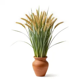 Rye grass