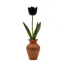 Sagebrush mariposa tulip