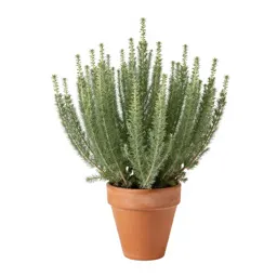 Sagebrush