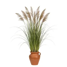 Salt reed grass