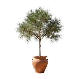 Salt tree