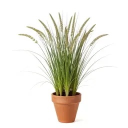 Sand dropseed
