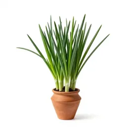 Sand leek