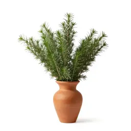 Sand myrtle