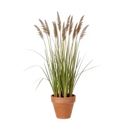 Sand sedge