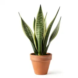 Sansevieria