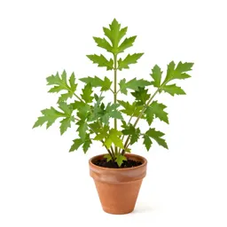 Sawwort