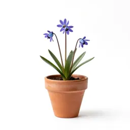 Scilla
