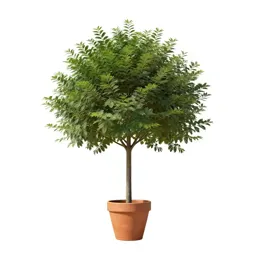 Screw tree