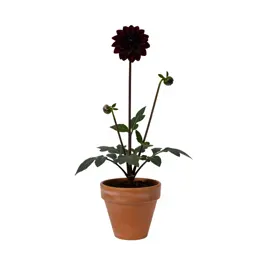 Sea dahlia