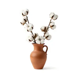 Sea island cotton