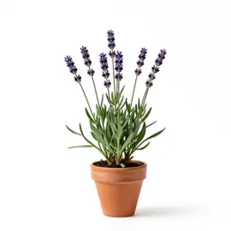 Sea lavender