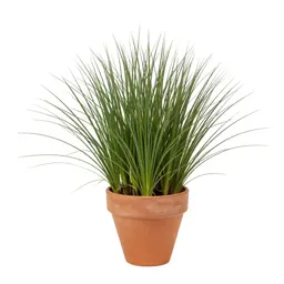 Sea lyme grass