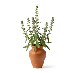 Sea milkwort