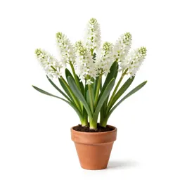 Sea squill