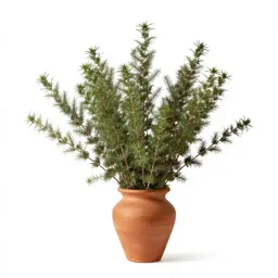 Sea wormwood