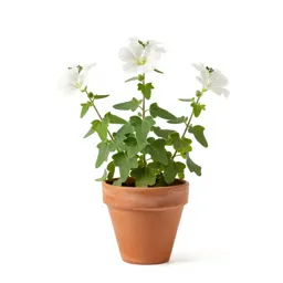 Seashore mallow