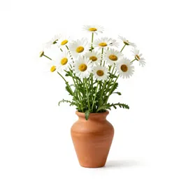 Seaside daisy