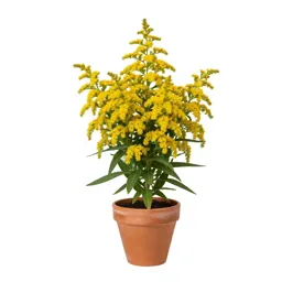 Seaside goldenrod