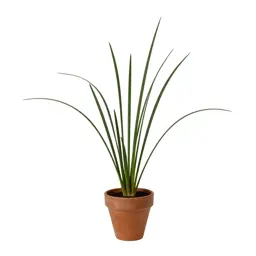 Sedge