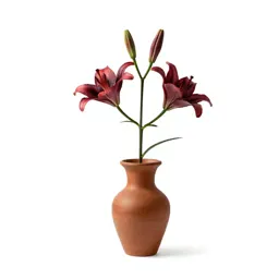Sego lily