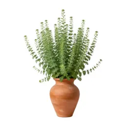Sericea lespedeza