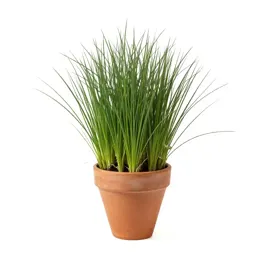 Sheep fescue