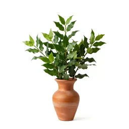 Sheep laurel