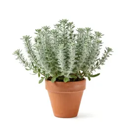 Sheep plant