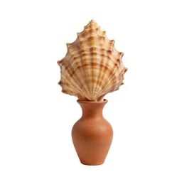 Shellflower