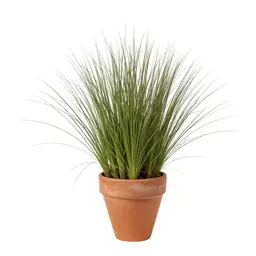 Shortgrass